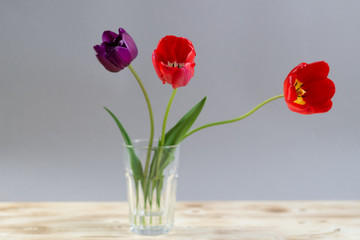 Red and purple tulips in glass vase on wooden background