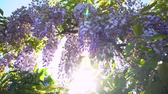 Wisteria flowers blooming in spring garden. Vines of wisteria bush hanging off fence. Violet sunset blossom shaking on wind