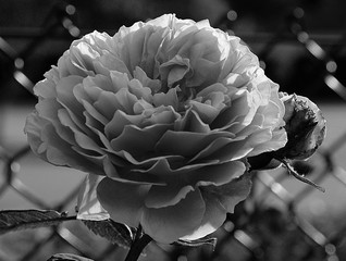 black and white garden rose
