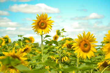 Yellow flowers in the summer on a green meadow. A field of sunflowers is illuminated by salty light.