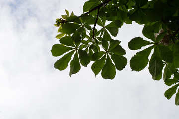 chestnut leaves on 
blue sky background