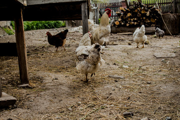 The chicken went to her house