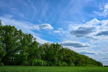 Trees with green grass and blue sky with clouds summer background