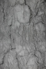 Bark on a pine tree