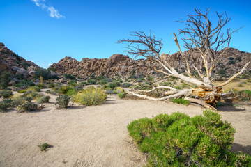 hiking the hidden valley trail in joshua tree national park, california, usa