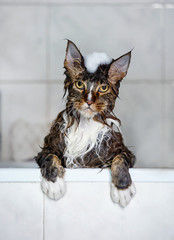 Maine coon cat bathes in the bathroom, with foam on his head. on a light background. Beautiful...