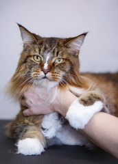 Naklejka premium Beautiful portrait of Maine coon cat. A a big cat after bathing and drying