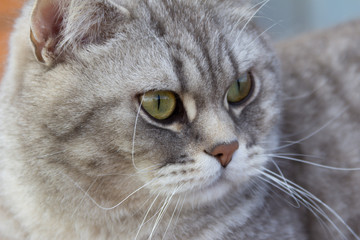 Grey scottish straight cat sitting outside.