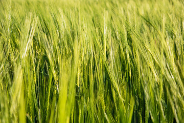Nice rolling green field. Agricultural field with barley. Beautiful field of cereals (wheat, barley, oats) green on a sunny spring day.