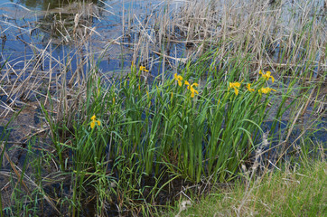 
water iris in nature