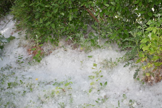 Pelusa blanca en parque