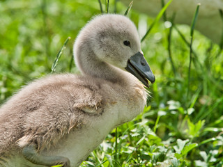 close-up view of beautiful young swan floating on calm water