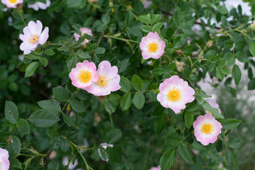 Heckenrosen blühend