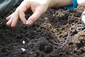Ecology spreading bean seeds by hand in the soil