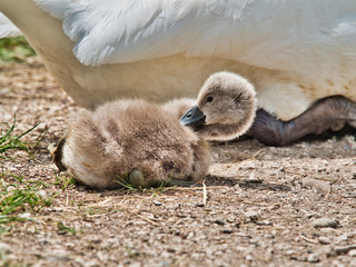 close-up view of beautiful young swan floating on calm water