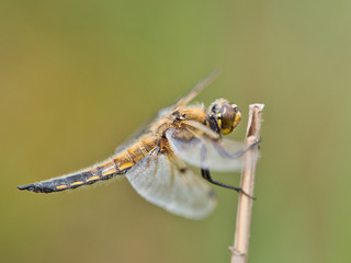 close-up view of dragonflies on the plant 