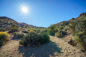 hiking the lost palms oasis trail in joshua tree national park, california, usa
