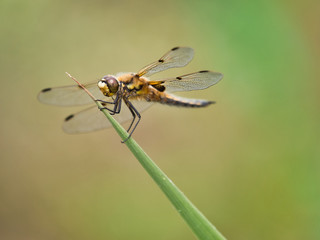 close-up view of dragonflies on the plant 