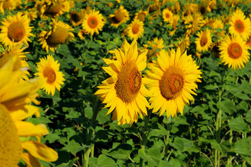Cropped shot of sunflowers field, horizontal view. Harvest, nature, landscapes concept.