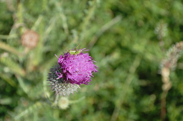
flowering burdock
