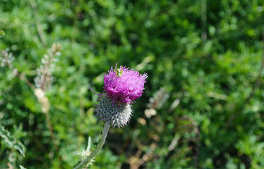 
flowering burdock