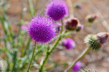 
flowering burdock
