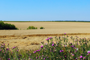 Beautiful nature background. Wheat field and blue sky background. Wonderful landscape.