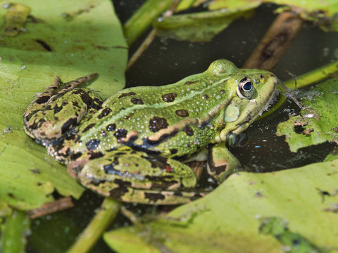 close-up view of green frog in calm pond
