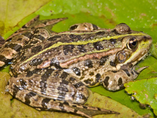 close-up view of green frog in calm pond