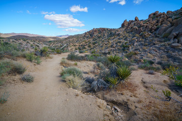 hiking the lost palms oasis trail in joshua tree national park, california, usa