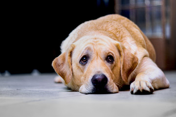 an image of sad, sick, discouraged labrador dog