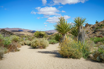 hiking the lost palms oasis trail in joshua tree national park, california, usa