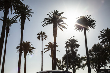 Fototapeta na wymiar palm tree silhouette at sunset beach 
