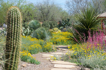 Flagstone pathway in desert garden