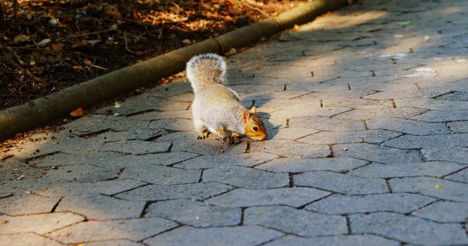 Squirrel walking on park while sniffing floor