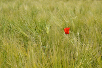 Coquelicot dans un champ d'orge