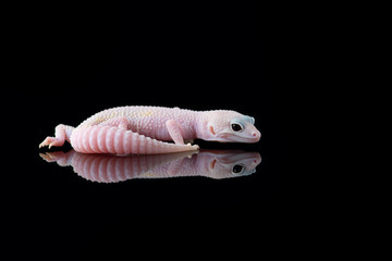 The common leopard gecko isolated on black background 