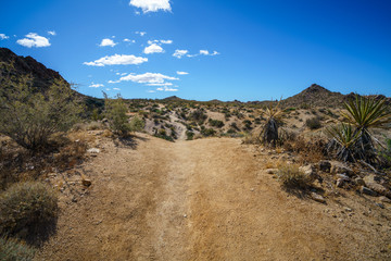 hiking the lost palms oasis trail in joshua tree national park, california, usa