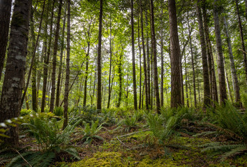 Fototapeta na wymiar Beautiful landscape of coniferous trees in British Columbia Canada