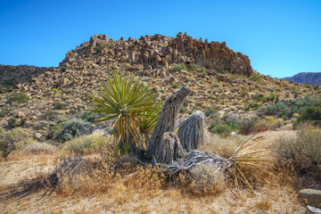 hiking the lost palms oasis trail in joshua tree national park, california, usa
