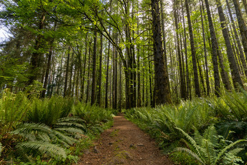 Pathway through Beautiful landscape of coniferous trees in British Columbia Canada
