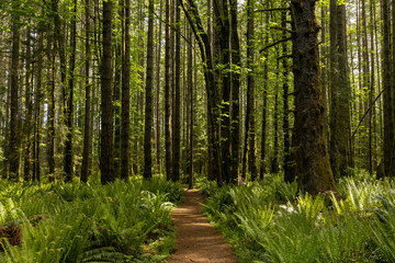 Beautiful landscape of coniferous trees in British Columbia Canada