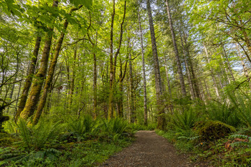 Fototapeta premium Beautiful landscape of coniferous trees in British Columbia Canada