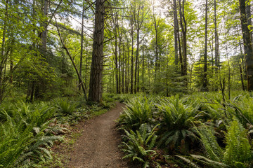 Beautiful landscape of coniferous trees in British Columbia Canada