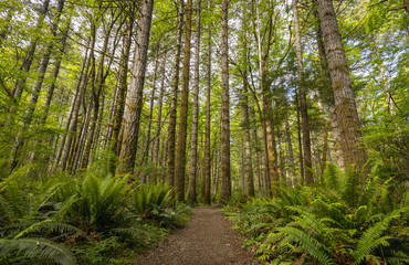 Beautiful landscape of coniferous trees in British Columbia Canada