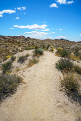 hiking the lost palms oasis trail in joshua tree national park, california, usa