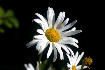  Boltonia Asteroides