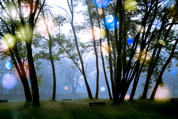 Abstract natural background, trees in the early morning with beautiful fantastic bokeh