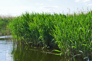 
green reeds in the wind