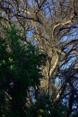 Fototapeta premium Tronco intrincado junto a pequeño bosque 